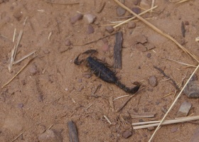 Scorpion on the path