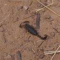 Scorpion on the path