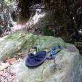 Abandoned hat and leash
