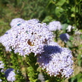Lilac Powderpuff Flowers with bugs