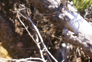 Spider in its web on Contour Path