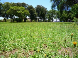 Field of weeds in the park.... needs some weeding