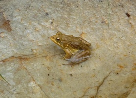 Frog at 1st pool