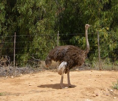 Female Ostrich
