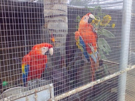 Parrots at Uhuru Game Lodge