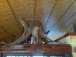 Wildlife at Uhuru Game Lodge