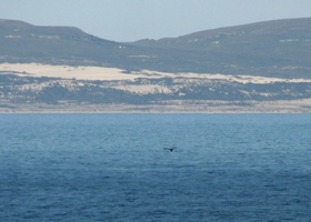 Whale tail at Hermanus Whale Festival