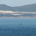Whale tail at Hermanus Whale Festival