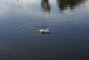 Duck with ripples in the water