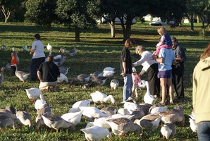 Ducks being fed at Sonstraal Dam, Durbanville, Cape Town