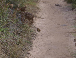 Butterfly on Contour Path