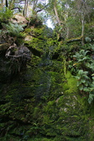 Moss Dripping Wall