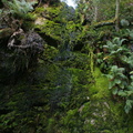 Moss Dripping Wall