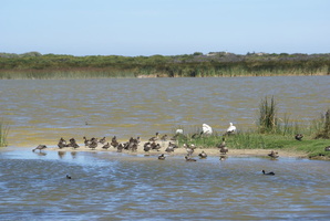 Rondevlei Nature Reserve, Cape Town