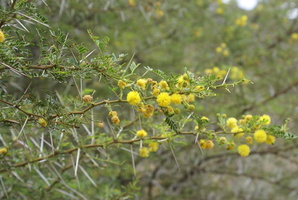Thorn tree in flower near Montagu, Route 62, South Africa