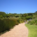 Kirstenbosch Botanical Gardens, Cape Town