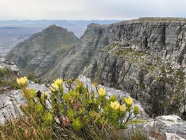 Devil's Peak with flowers in foreground on Table Mountain