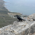 Bird on Table Mountain