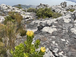 Flowers on top of Table Mountain