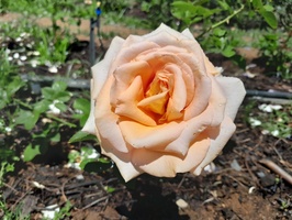 Chart Farm rose