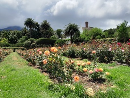 Chart Farm rose garden