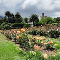 Chart Farm rose garden