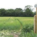 Public footpath across English field