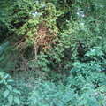 Undergrowth by Viaduct, Winterbourne, England