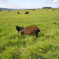 Baa Baa Black Sheep at Culloden Battlefield, Scotland