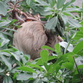 A sloth at the London Zoo