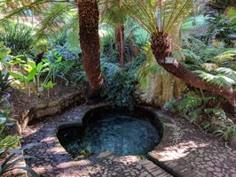 Colonel Bird's Bath at Kirstenbosch