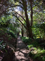 Tree shaded paths