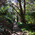 Tree shaded paths