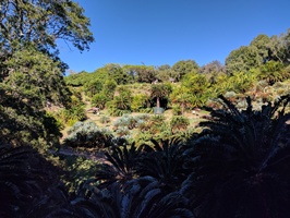 Kirstenbosch Gardens - Cycad Garden