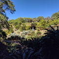 Kirstenbosch Gardens - Cycad Garden