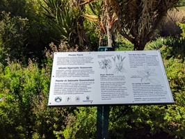 Kirstenbosch Gardens - plants for sexual health