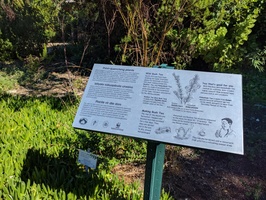 Kirstenbosch Gardens - Thirst quenching plants