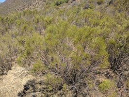 Typical bushes in the Cederberg