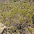 Typical bushes in the Cederberg