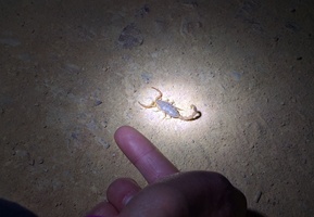 Small scorpion