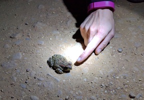 Found some toads on our evening walk