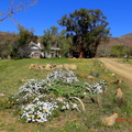 Arrived at Kromrivier - flowers are out