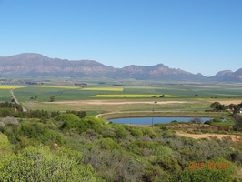 View from Piekenierskloof Pass - Canola Fields blossoming in yellow