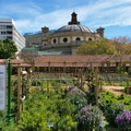 Cape Town Company Garden's VOC Vegetable Garden
