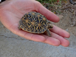 Matjiesfontein - tortoise