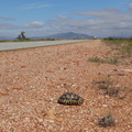 We stopped for Chantel to take this tortoise across the road...