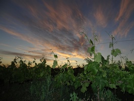 Sunset in the vineyard at Ladismith