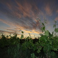 Sunset in the vineyard at Ladismith