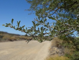 Karoo Thorn Tree