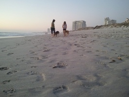 Caska and Boris being walked at the beach